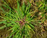 A close-up of crabgrass with its distinctive purple stem, spreading across dry grass and mossy ground.