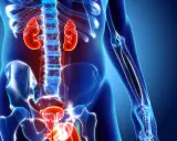 Anatomia układu moczowego: nerki, moczowody, pęcherz i cewka moczowa.