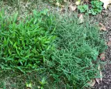 Two types of grass, one with broad leaves and another with thin blades, are shown. This image might help you learn how to get rid of nimblewill.