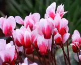 Zarte Alpenveilchen in Rosa und Weiß, die auf eine liebevolle Alpenveilchen Pflege hoffen.