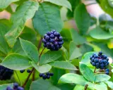 Grappes de baies noires d'éleuthérocoque, connues pour leurs bienfaits pour la santé, sur fond de feuilles vertes.