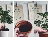 En hand planterar om en monstera i en ny kruka.