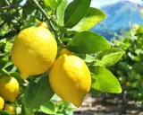 Citrons jaunes mûrs sur une branche, prêts à être cueillis. L'idée de planter un citronnier pour avoir ce beau fruit.