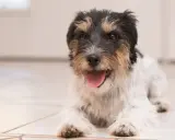 Szczeniak rasy Jack Russell Terrier leży na podłodze, dysząc i lekko się trzęsąc. Jego język jest wysunięty, a oczy patrzą wprost na widza.