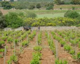Vignoble en terrasses avec un homme et un cheval labourant, parsemé de genêts en fleurs.