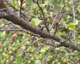 Gros plan sur une branche de prunier, avec de jeunes feuilles vertes qui commencent à apparaître. Il faudra tailler ce prunier trop haut pour qu'il reste gérable.