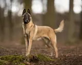 Un Malinois, chien au port altier, se tient dans une forêt. Est-ce que le Malinois est dangereux ? Non, s'il est bien éduqué, c'est un compagnon loyal.