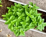 Jeunes pousses de basilic, signe d'un temps germination basilic réussi. Les feuilles vertes et brillantes promettent une belle récolte.