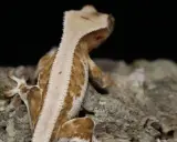 Brązowy gekon z grzebieniem na głowie siedzi na korze drzewa.