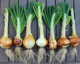 Harvested onions with green tops and roots, ready for planting. Learn when to plant onions zone 7 for a bountiful harvest.