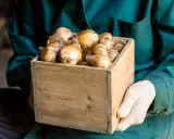 Hands in gloves hold a wooden crate filled with tulip bulbs, ready for proper storage.