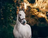 Ein weißes Pferd mit braunem Halfter im Abendlicht. Vielleicht braucht es rescue tropfen pferd dosierung.