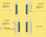 Ilustración de los pasos de la pcr: desnaturalización, anillamiento y extensión, mostrando cómo se duplica el ADN.