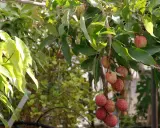Grappes de fruits rouges sur un arbre à litchi, leurs peaux texturées brillent sous le soleil.