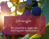 Sonnenbeschienene Trauben der Vitis vinifera, mit Text "Weinwissen: Ein Überblick über die wichtigsten Rebsorten".