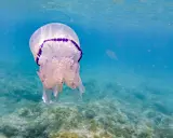 Una medusa con bordo viola fluttua nell'acqua blu, mostrando diverse quallen arten.