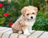 Adorable caniche croisé bichon, tout doux, assis sur un muret avec des fleurs rouges en arrière-plan.