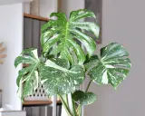 Monstera przynosi pecha? Feng Shui i nauka mówią co innego!
