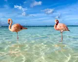 Zwei Flamingos im kristallklaren Wasser vor Aruba. Perfekt für die **Aruba beste Reisezeit**!