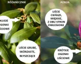 Porównanie: różanecznik ma długie ogonki liściowe i grube, błyszczące liście. Azalia ma krótkie ogonki i cieńsze, miękkie liście.