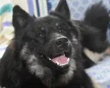 Un chien noir aux poils longs, le museau légèrement relevé, montre ses dents blanches dans un sourire. Il semble prêt à jouer, un chien qui claque des dents de joie.