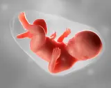 Ein Fötus in der 20. SSW. Statistiken zeigen, dass die meisten Babys um diese Zeit herum geboren werden.