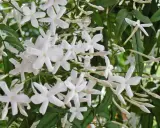 Ein Strauch mit vielen kleinen, weißen Jasminblüten und grünen Blättern. Die Blüten sind bereit für das Jasmin schneiden.