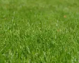 Primer plano de una densa y vibrante grama cesped, con hojas verdes y frescas que invitan a caminar descalzo.