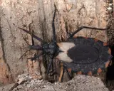 En stor, svart insekt med orange markeringar på kroppen, en så kallad "kissing bug", sitter på en trädstam. Dessa insekter kan sprida chagas.