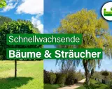 Zwei Bäume, einer kugelförmig, der andere hängend, repräsentieren schnellwachsende Bäume & Sträucher.