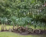 Un groupe de yucca plante extérieur aux troncs entrelacés sur une pelouse verte, avec des arbres luxuriants en arrière-plan.