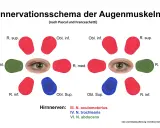 Schema der Augenmuskel-Innervation. Mögliche Symptome einer Augenmuskel-Verspannung können durch die Darstellung der Nervenbahnen erklärt werden.