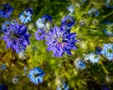 Fleurs bleues éclatantes de nigelle de Damas, aux pétales délicats et aux étamines fines, se dressent dans un champ verdoyant.