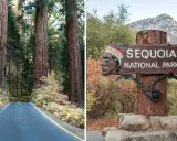 Droga prowadzi przez park narodowy sekwoi, obok gigantycznych drzew. Znak "Sequoia National Park" z wizerunkiem Indianina wita gości.