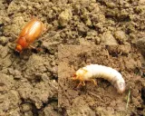 Un scarabée brun et sa larve blanche dans la terre. La larve de scarabée se nourrit des racines.