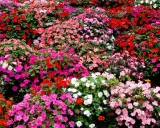 A vibrant carpet of impatiens in full sun, bursting with red, pink, and white blooms.