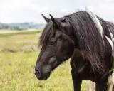 Ein majestätischer barocker Pinto mit schwarzem Fell und weißen Flecken steht auf einer grünen Wiese.