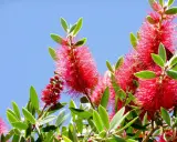 Fleurs rouges vives de rince bouteille sous un ciel bleu éclatant.