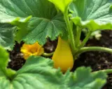Un jeune courge butternut jaune, encore petit, se cache sous de grandes feuilles vertes. L'arrosage butternut est essentiel pour sa croissance.