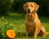 Labrador joyeux à côté d'une courge, d'herbes et d'une huile, suggérant un vermifuge chien naturel.