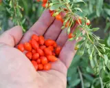 Eine Hand hält eine Ernte von leuchtend roten Goji-Beeren, die gerade vom Strauch gepflückt wurden.