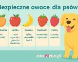 Czy pies może brzoskwinie? Tak, bez pestek! Obrazek pokazuje bezpieczne owoce dla psów: brzoskwinie, jabłka, banany, truskawki i maliny.