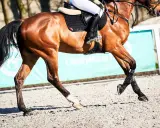 Brązowy koń w galopie, z jeźdźcem w siodle, w tle zielony baner z napisem "ClipMyHorse.pl".