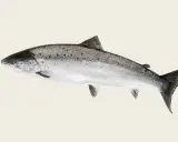 En vacker lax, en symbol för Sveriges rena vatten och kulinariska traditioner.
