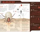 Kleszcze: Pożyteczne czy tylko groźne? Ekspertka wyjaśnia