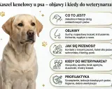 Labrador z objawami kaszlu kenelowego u psa: suchy kaszel, kichanie, wypływ z nosa. Informacje o chorobie i profilaktyce.