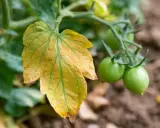 Une feuille tomate jaune, signe de détresse, contraste avec les jeunes tomates vertes sur la plante.