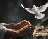 Biały gołąb wzbija się nad złożonymi dłońmi, symbolizując wolność i nadzieję, jak w psalm 150 tekst.