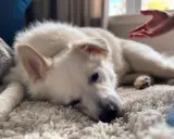 Un chien blanc se repose sur un tapis moelleux, une main tendue vers lui. Comment savoir si mon chien est heureux ? Il semble paisible.