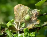 Une chenille pommier a tissé sa toile sur une feuille, signe qu'un traitement naturel est nécessaire pour protéger l'arbre.